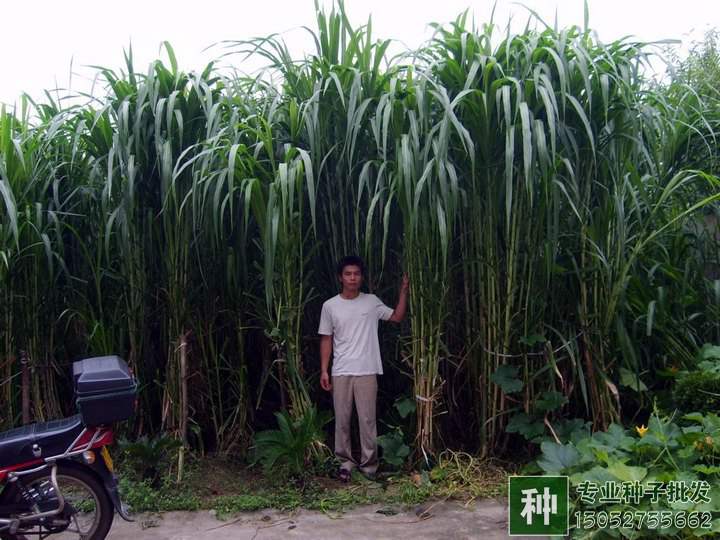 不同畜禽适宜的牧草品种